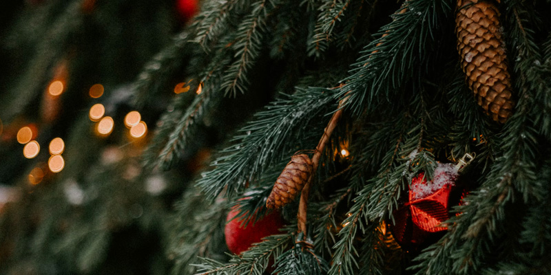 Christmas-Tree-800x400